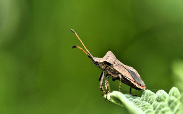 обоя животные, насекомые, жук, лист