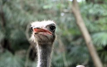 Картинка животные страусы страус голова клюв