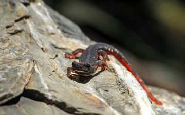 обоя животные, ящерицы,  игуаны,  вараны, ящерица, камень