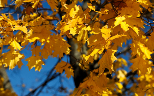 Обои картинки фото природа, листья, дерево, клен, осень