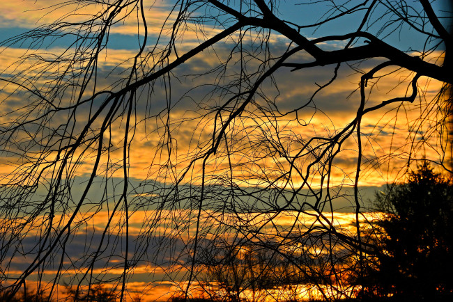 Обои картинки фото природа, восходы, закаты, деревья, ветки, небо, закат