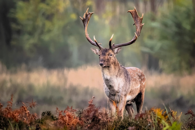 Обои картинки фото животные, олени, лань, рога, луг, трава, лес
