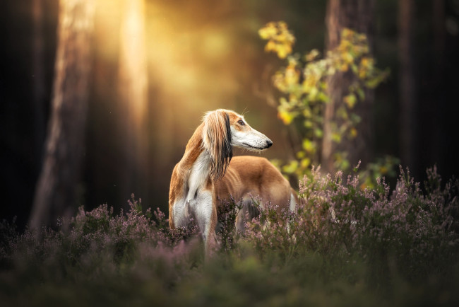 Обои картинки фото животные, собаки, собака, салюки, лес, трава