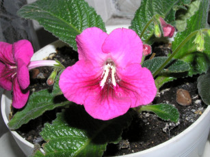 Картинка цветы