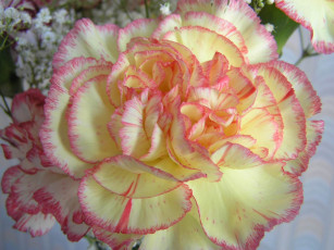 Картинка цветы гвоздики