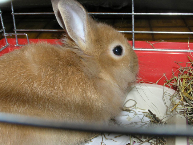 Обои картинки фото животные, кролики, зайцы