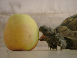 Картинка животные Черепахи