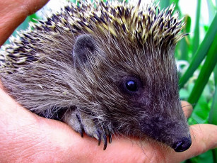 Картинка животные ежи