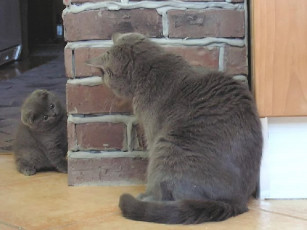 Картинка животные коты