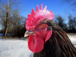 Картинка животные куры петухи