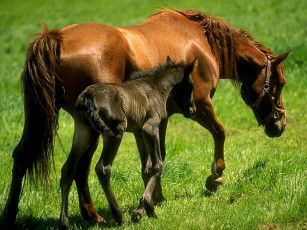 Картинка животные лошади