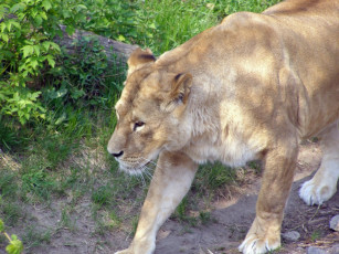 Картинка животные львы