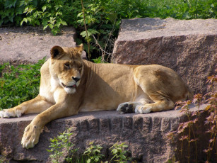 Картинка животные львы