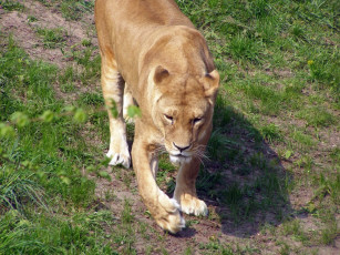 Картинка животные львы