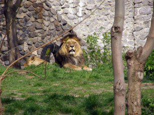 Картинка животные львы