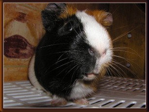 Картинка животные морские свинки хомяки