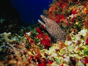 Картинка животные мурены