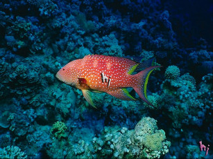 Картинка животные рыбы