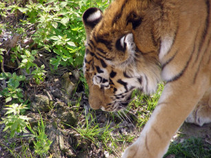 Картинка животные тигры