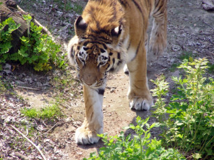 Картинка животные тигры