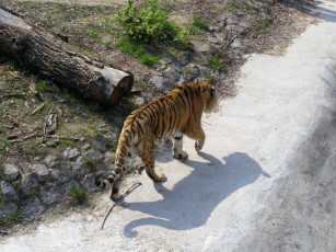 Картинка животные тигры