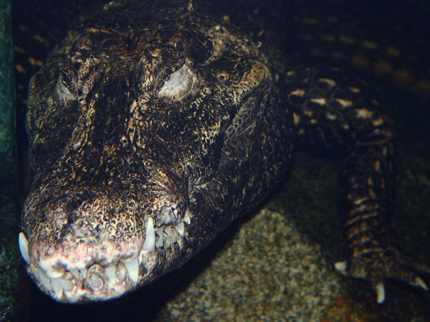 Обои картинки фото животные, крокодилы