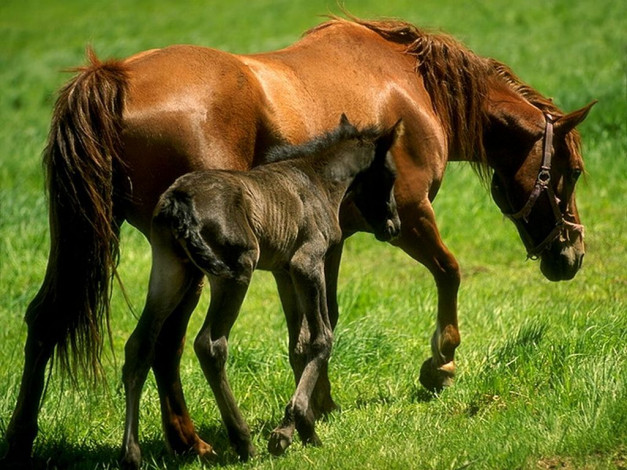 Обои картинки фото животные, лошади
