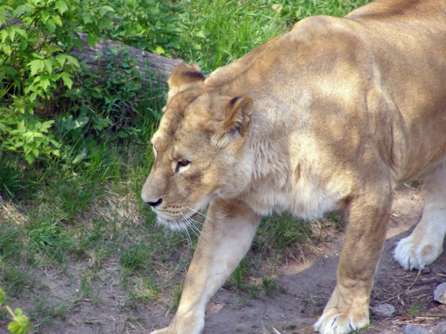 Обои картинки фото животные, львы