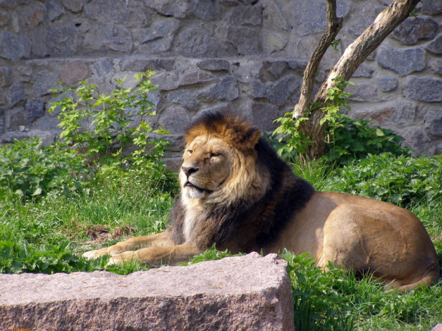 Обои картинки фото животные, львы