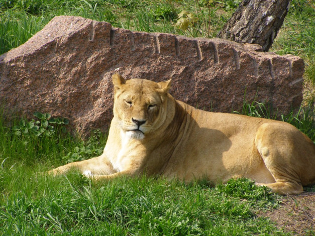 Обои картинки фото животные, львы