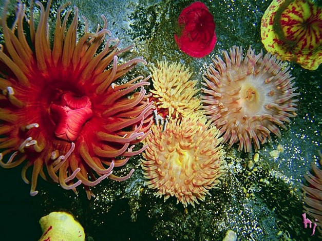 Обои картинки фото животные, морская, фауна