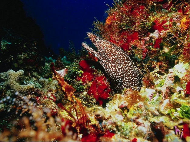 Обои картинки фото животные, мурены