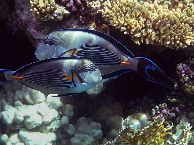 Обои картинки фото животные, рыбы