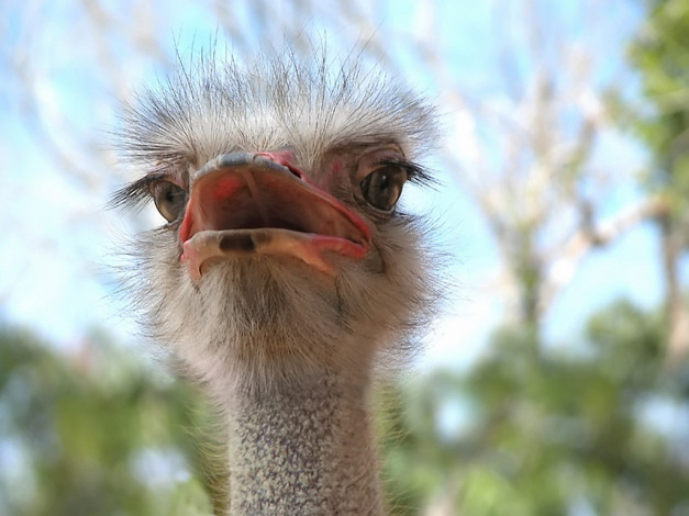 Обои картинки фото животные, страусы