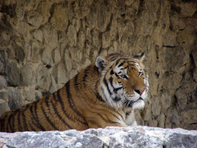 Обои картинки фото животные, тигры