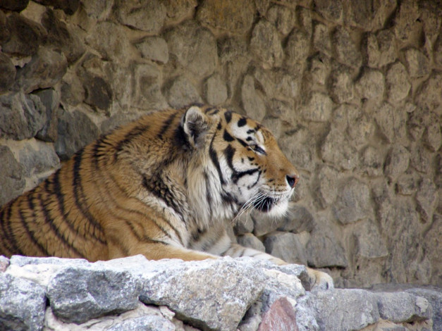 Обои картинки фото животные, тигры