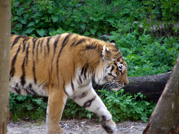 Обои картинки фото животные, тигры