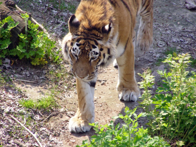 Обои картинки фото животные, тигры