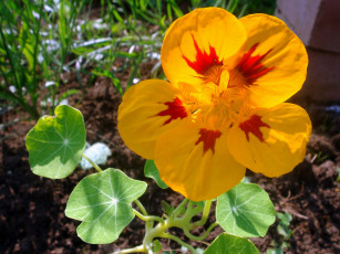 Картинка цветы настурции