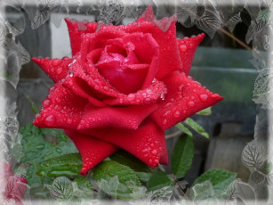 обоя цветы, розы