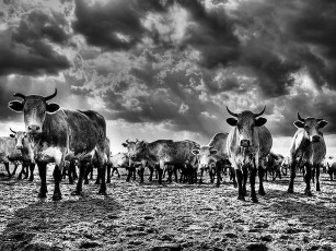 Картинка коровы карибского моря авт вася куролесов животные буйволы