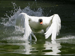 Картинка ну чьи пруду жабы авт fmn животные лебеди