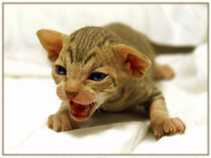 Картинка вы не стойте слишком близко тигренок киска авт gero животные коты