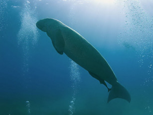 обоя животные, морские, коровы, слоны