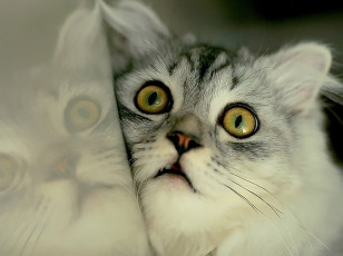 Картинка кто сказал что коты гашиш не любят by lola животные