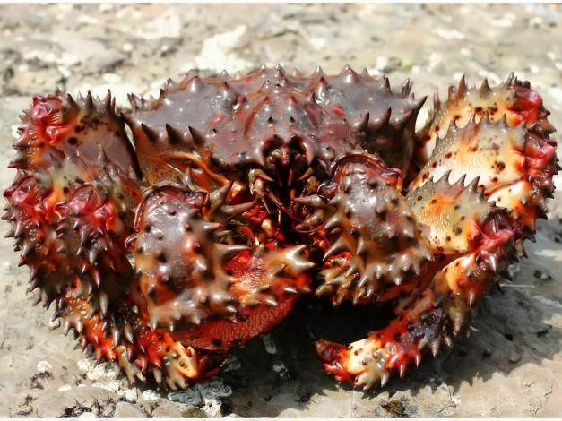 Обои картинки фото боевая, машина, авт, леонид, животные, крабы, раки