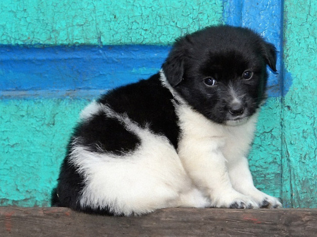 Обои картинки фото черно, белом, цветном, авт, paramon, животные, собаки