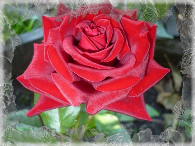 Обои картинки фото цветы, розы