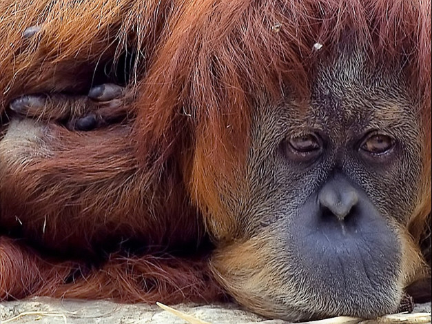 Обои картинки фото тоска, безисходная, авт, litvak, животные, обезьяны