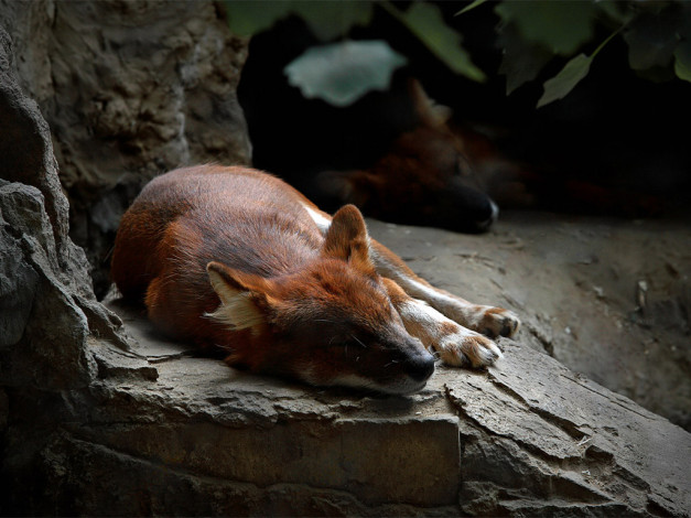 Обои картинки фото волки, мы, только, рыжие, авт, varass, животные